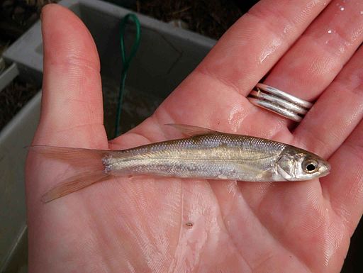 A small fry culled from a big pond. By U.S. Fish and Wildlife Service [Public domain], via Wikimedia Commons